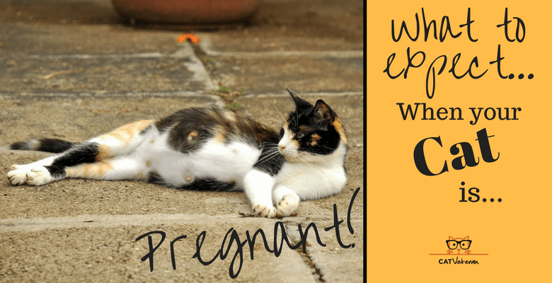 What To Expect When Your Cat Is Pregnant