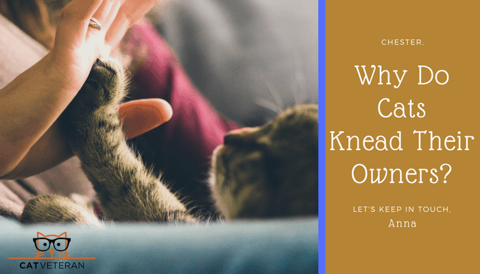 Why Do Cats Knead Their Owners