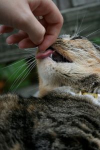 What Does It Mean When A Cat Licks You (5 Curious Reasons WHY)