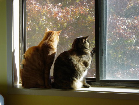 Cats Looking Out The Window Wishing They Could Go Outside