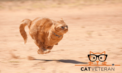 Orange tabby cat running full speed across red sand