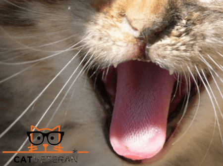 Cat mouth open showing tongue