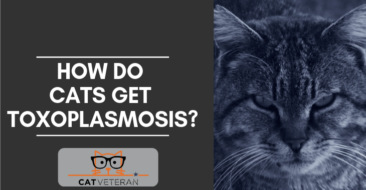 How Do Cats Get Toxoplasmosis