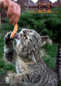 Can Cats Eat Shrimp? Do They Prefer (Cooked Or RAW)