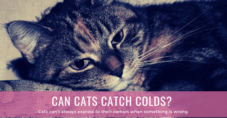 can cats catch colds