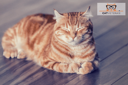 happy orange cat cat veteran