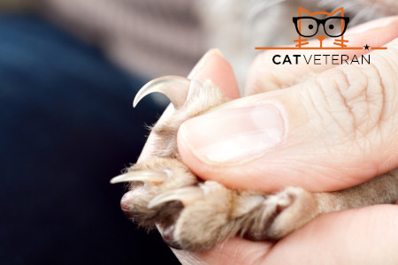 Do Cat Nail Caps Really Work? (Are They Cruel, Safe & How To Apply)