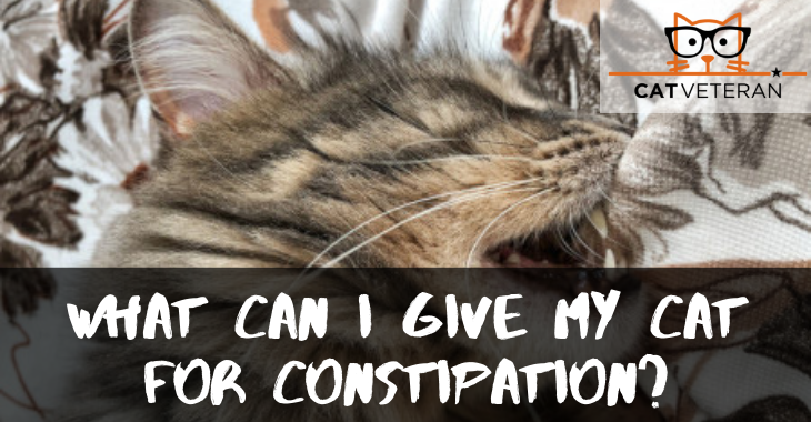 What Can I Give My Cat For Constipation? Cat Veteran